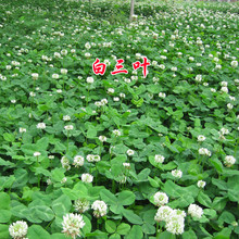 批发进口三叶草种子红三叶草草籽降三叶净籽四季常青园林绿化籽种