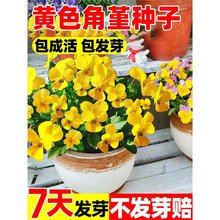 SɫNɫļNֲ׻ͥԺ̨Զֲ