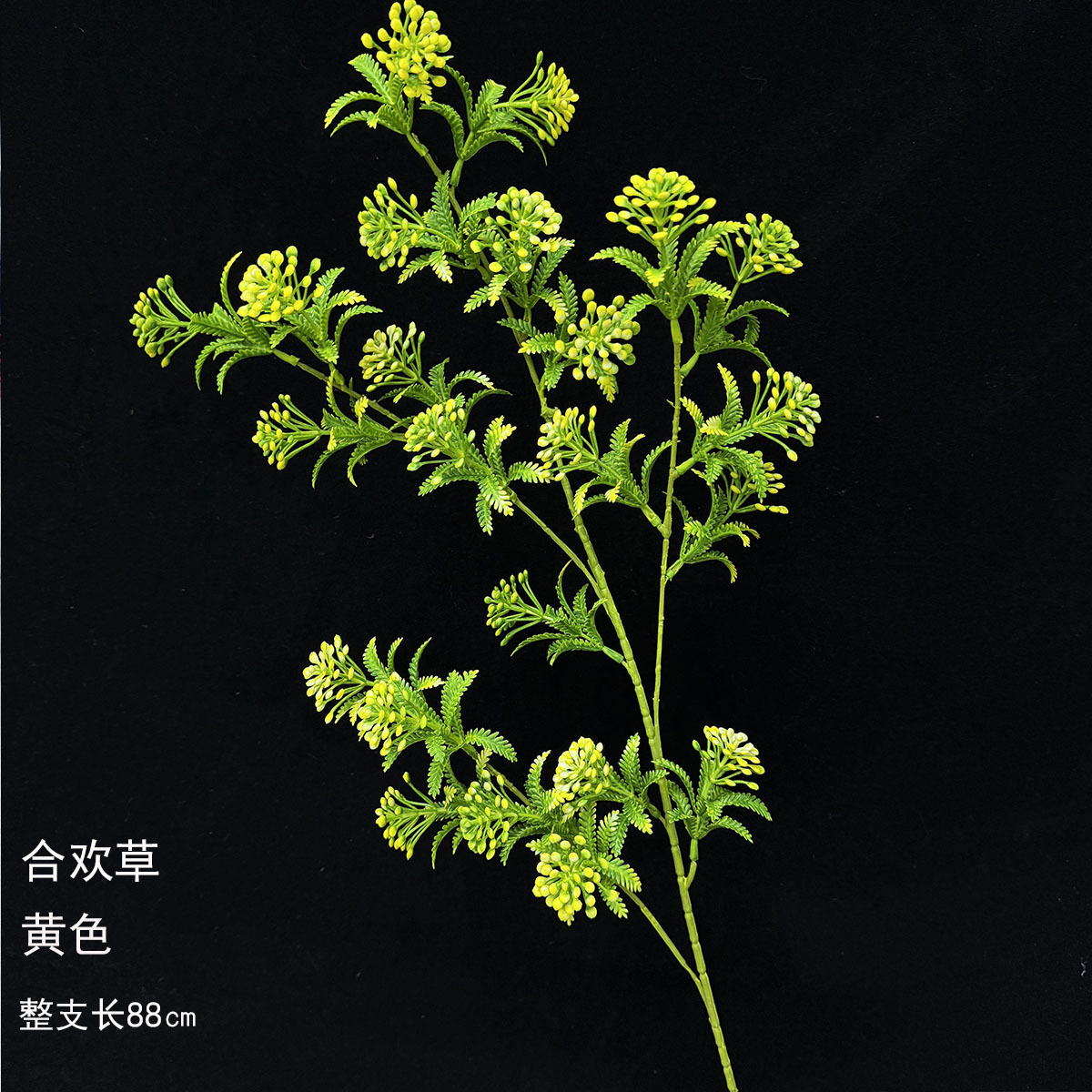 Acacia - Amarillo