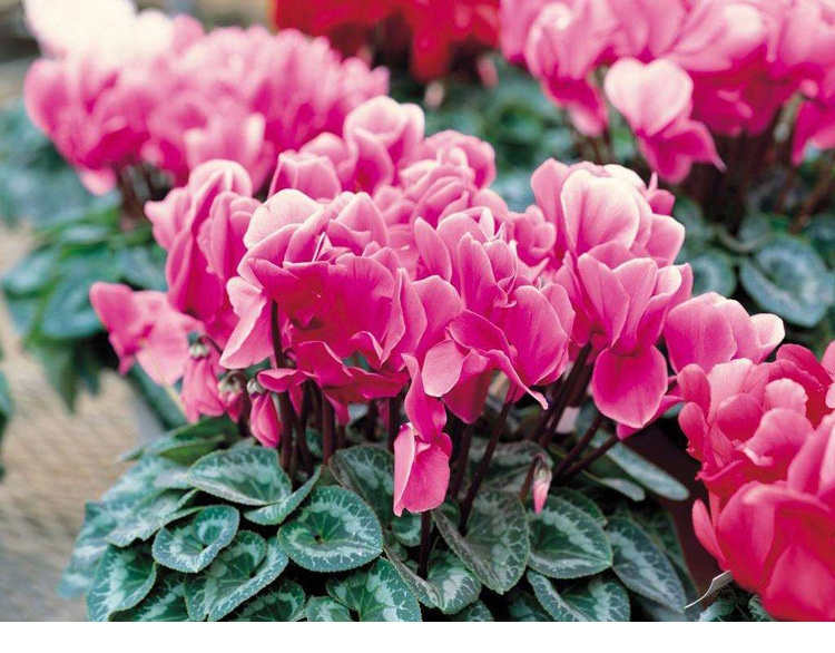 gm6WifKnzdTvlDvSUnfbc+CUPiGFdLp+FiMj