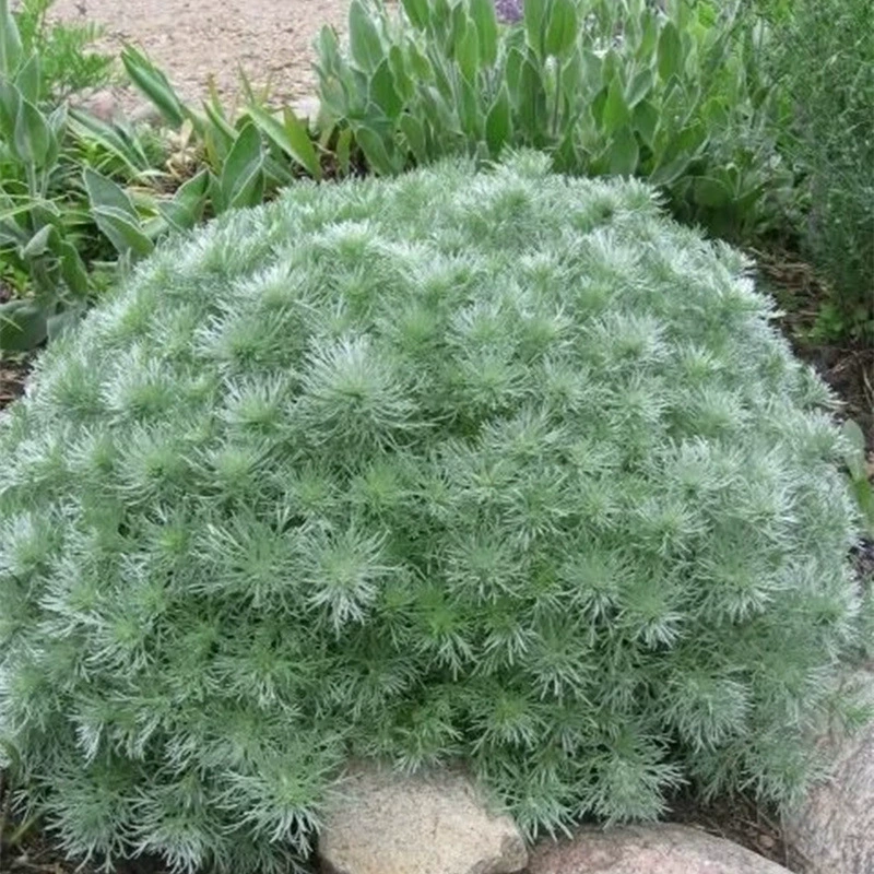 Ранняя туманная трава, зеленое растение в горшке из серебряного полыни, низкорослое растение, уличный бонсай, средство от комаров на балконе, зеркало с вечнозеленым многолетним цветком, термостойкая трава