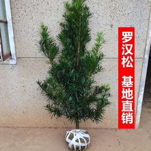 Lohan pine sapling big tree sparrow tongue rice leaf welcome pine old tree stump villa courtyard potted bonsai modeling big tree species