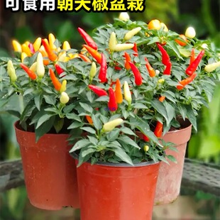 ���콷���Ԏ�����ʳ���������С�׽������̨ͥԺ�_���Y���Gֲ��