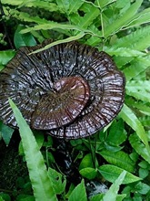 Ұɽ`֥500g]Lɽ`֥`֥Ƭ֥Ƭ