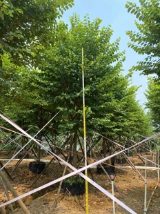 �S�����N�P���G���ʌm�ۙ���绱�P��ľ�е����е���ľ�����GС�~