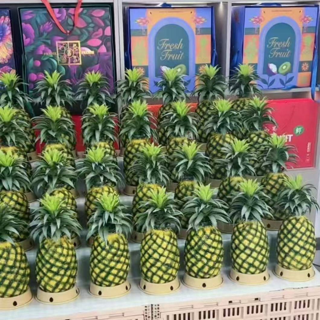 水果菠萝柚子哈密瓜西瓜榴莲垫圈陈列框展示底托塑料水果展垒德株