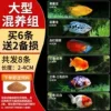【Large Mixed Breeding Group】Buy 6 and get 2 free for loss