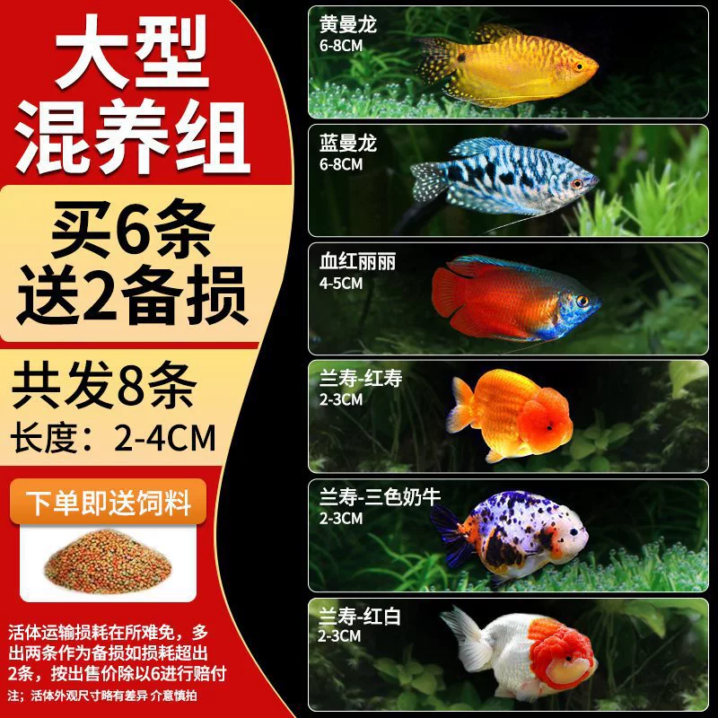 Саженцы холодноводной рыбы Yulan Shoujian, живая рыба, мелкая пресноводная, хорошее кормление, живая рыба Lili, Manlonfish