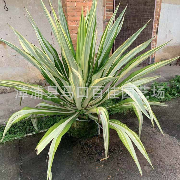 ������ (1).jpg