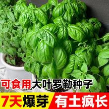 大叶罗勒种子盆栽可食用蔬菜香草种菜籽种大全甜罗勒薄荷四季种孑