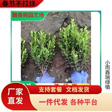 �S��С�������С�~�S����ͥԺ���̾G�h�����h�ʾG����ľ�ļ�����