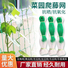 ���پW�r��ֲ��ɽș�S���㶹��϶��ǽz�ϵ��ϰ���������W�Nֲ�W