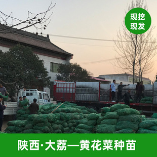 ɳԷ�S���˷N�� �׳ɻ�a�����a�جF�ڬF�l �S�����S���N��
