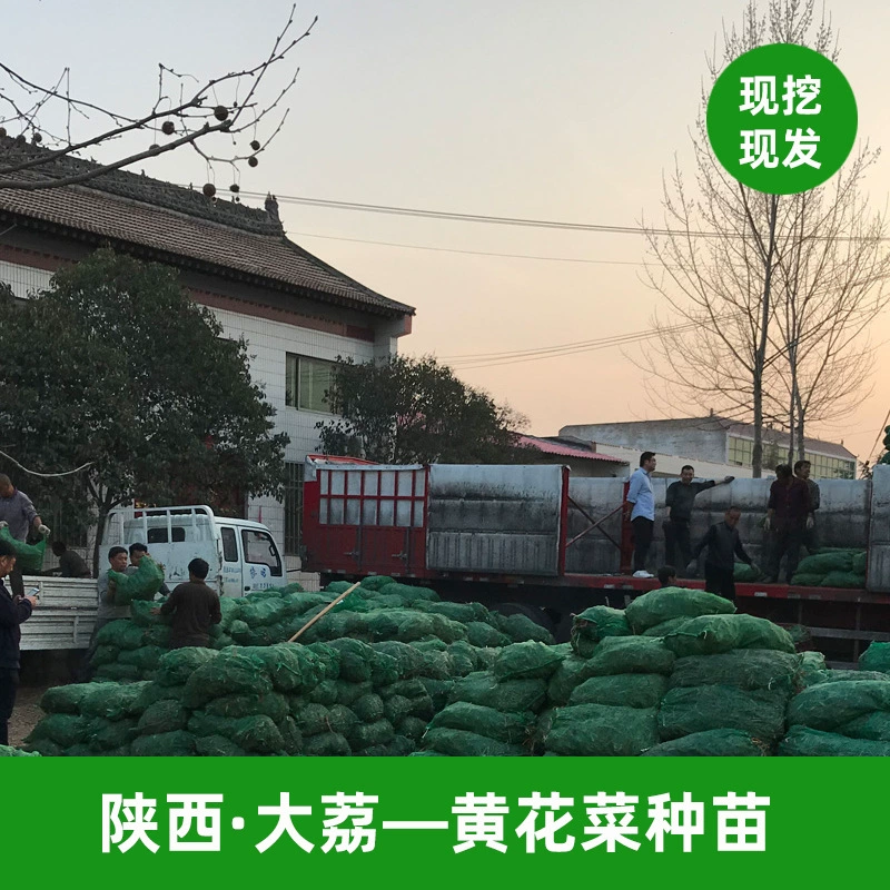 Саженцы желтой капусты в Дали, Шэньси, легко выживают