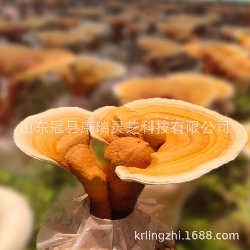 灵芝产地供应赤灵芝菌种 食用灵芝菌包 菌袋 灵芝盆景栽培技术