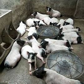 鲜/活禽类;招财摆件;特种珍禽