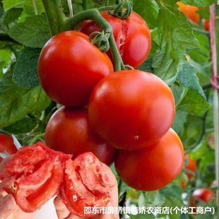 ������̖����������t���N�ӱ�Ƥ���ѷN���͟�ۼt�ļ��N�Ӵ�ȫ