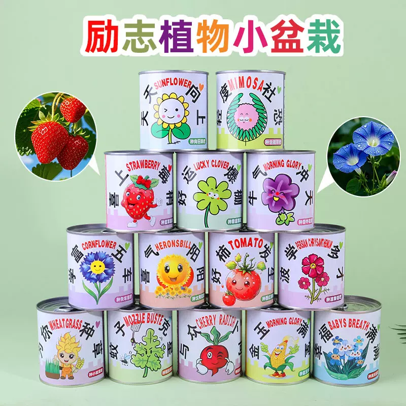 儿童种植易拉罐盆栽绿植盲盒幼儿园小学生植物生长观察发芽种子