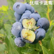 特大果优瑞卡蓝莓果树盆栽苗奥尼尔蓝莓苗南方种植兔眼蓝莓苗北方