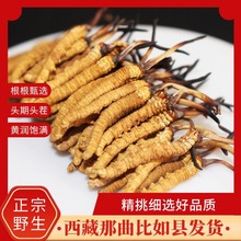 xĲݸ؛xɟoݸߺ20YҰؼҰ