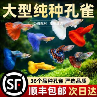 ��̖��ȸ�~���w�Ꭷ�^�p�~���B�ͻ����BС�~�׾�Ʒ���N��β�Ϳ�ȸ