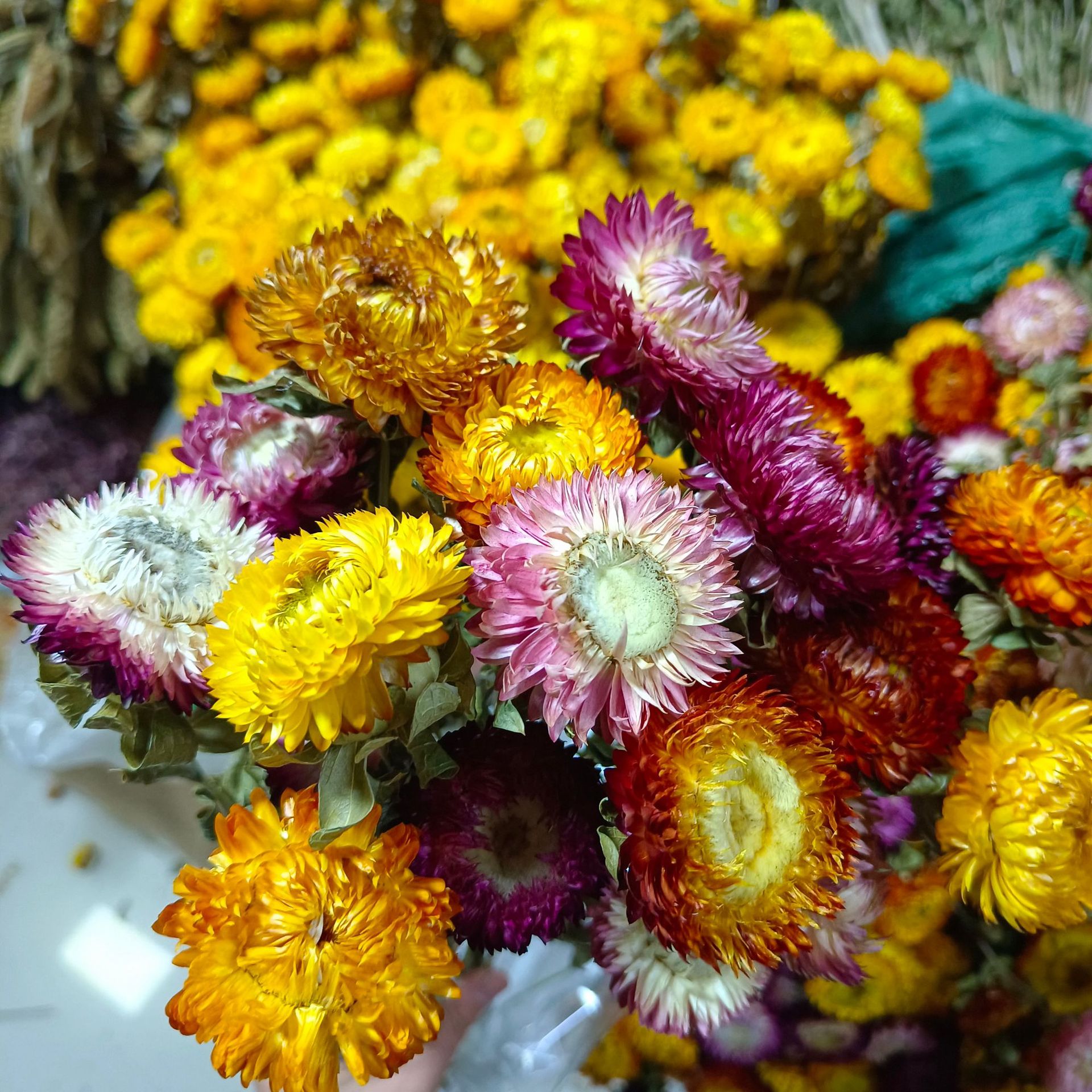 Strawflower Pineapple Flower Dried Flower Persian Daisy Baby Daisy Dried Flower Colorful Daisy Dried Flower Yunnan Wholesale Dried Flower 