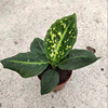 [Base directly batch] Net red plant emperor green pot planting purifience air -resistant transportation green plant can export multiple specifications