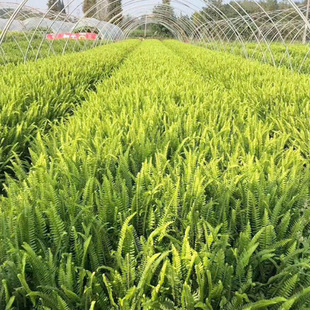 Base Supply Kidney Fern Wholesale Ribs Grass Small Cup Seedlings Home Gardening Ribs Grass Indoor Multi-Season Kidney Fern