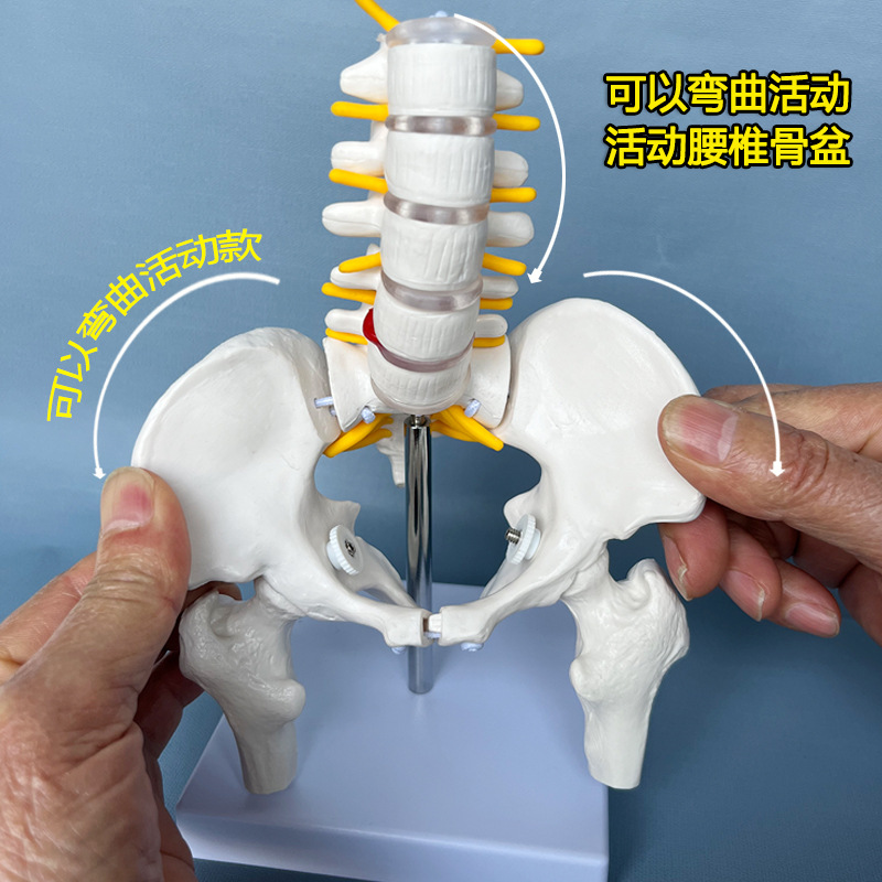 椎骨盆模型关节医用人体活动骨骼小盆骨骨架教具骨骼结构骨盆腰椎