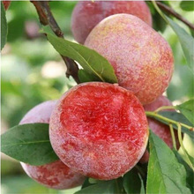 �޽����������Ե����Ｇ���Ә����Ϸ������Nֲɳ������箔��Y��