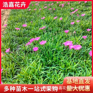 欧石竹穴盆苗方盘苗小苗盆栽  春季用苗花苗多年生花卉小苗欧石竹