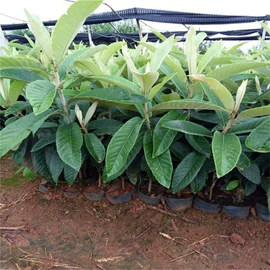 乔木;灌木;园林果树