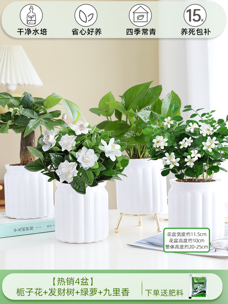 [베스트셀러 4화분] 치자나무 + 돈나무 + 청무 + 구리향