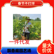 ;żҰ޽NFϱNֲt۰Թ