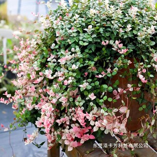 ���~�jʯ�jʯ���Բ��~�����̖�L���ͺ��͟Ứ�@�ر�ֲ��