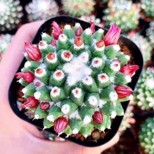 ѩ����������ϡ��Ʒ�N���ܺ��B����������_����ë����ֲ������