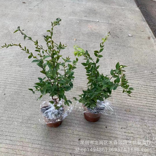 �Ό�������������̨ͥԺ�ļ�����ˮ�����ϱ�������Nֲ����Y��