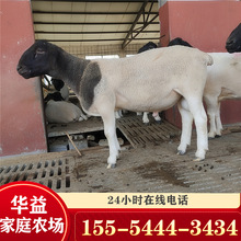 改良杜寒雜交羊多少錢一只養殖場多產多胎種母羊多少錢一只