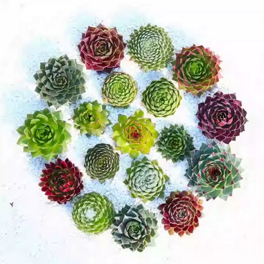 Суккулент Longevity Grass Guanyin Lotus Purple Peony Spider Silk Roll, 2-3 см, в горшке, морозостойкий