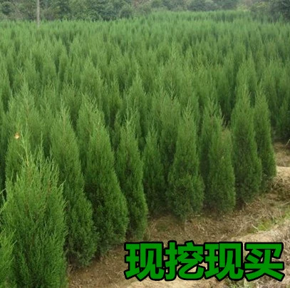 Лунбай саженцы табай саженцы Platycladus orientalis могилы Сунцин мин сосна 1-2 рис кипарис саженцы вечнозеленые в четыре сезона