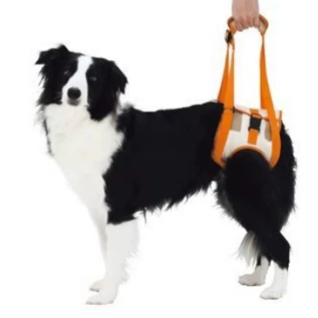 Старые собаки с лямками для домашних животных на задних ногах