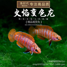 �Ꭷ�~����׃ɫ�~�^�p�~С���~���w�������~�ݸ׺��B�׻�O��ֱ��