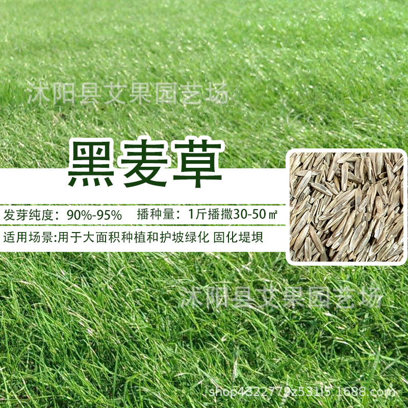 四季青狗牙根高羊茅黑麦草早熟禾牧草籽草皮矮生百慕大马尼拉种