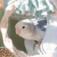 ��ɫĵ���W�^���B�������B�H��ճ�˺����ֵĿɐۻС�͌���