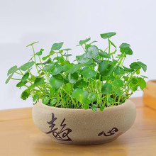 铜钱草草籽大叶子水养种籽四季播种水培植物花卉盆栽室内常绿种子