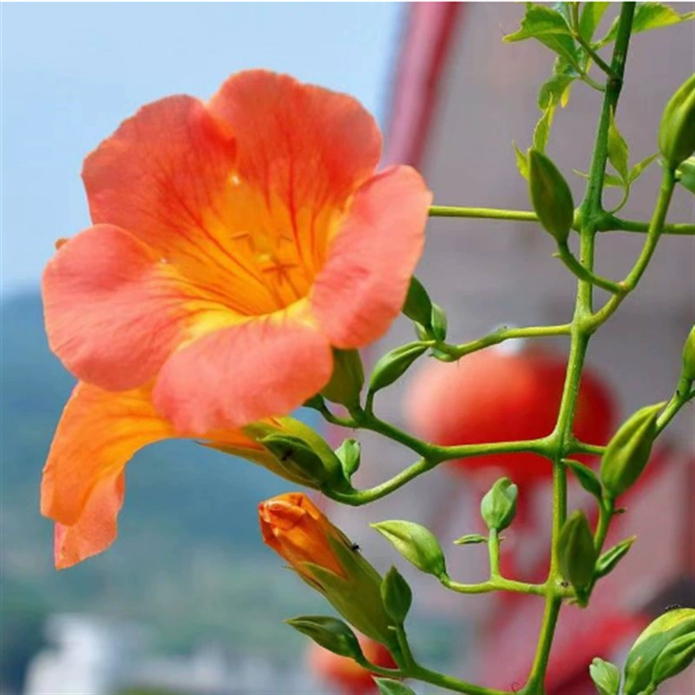 Труба Ползучая лоза растение цветок рассада цветок Горшечное растение лиственная стена для лазания лоза балкон открытый многолетник