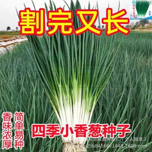 С���[�N��С�[�����[�N�Ѵ��[��ԭ�b�ļ��߲˷N�Ӵ�ȫ�˷N�����l