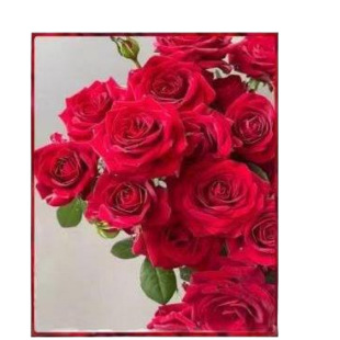 Rose Seedlings Extra Large Florals with Buds Florals and Green Plants Indoor and Outdoor Balcony Potted Roses Blooming in All Seasons