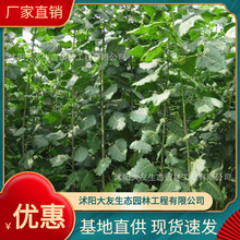 基地批发 自产自销加拿大杨树苗 景区造景道路园林工程绿化苗