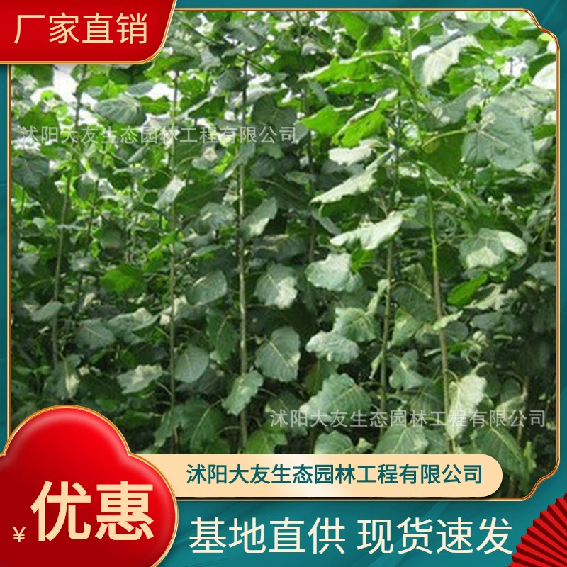 Базовая оптовая продажа саженцев канадского тополя собственного производства Живописный пейзаж дорога сад инженерия Зеленые саженцы